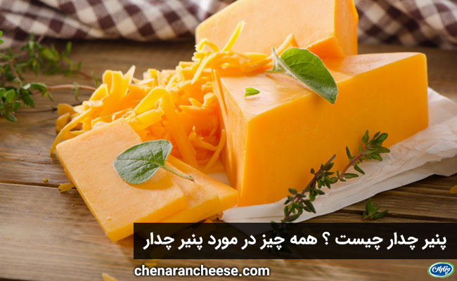 پنیر چدار چیست ؟ همه چیز در مورد پنیر چدار